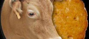 Blé tendre NUMERIC AB COPSEED