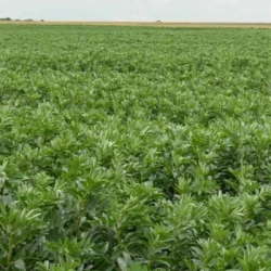 Féverole BERING AB non traité