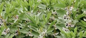 Féverole OLAN AB non traité