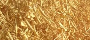 Pois protéagineux CASINI AB non traité