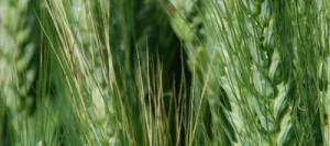 Blé tendre ANGELUS VIBRANCE GOLD