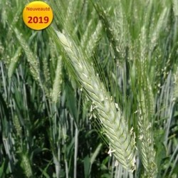 Triticale CARMELO VIBRANCE GOLD