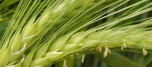 Orge 6R JAGUAR AB non traité