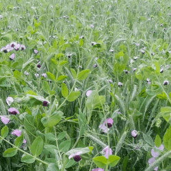 Méteil grain GEOBIO TP AB non traité