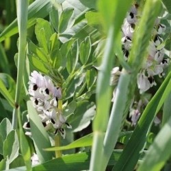 Méteil grain GEOBIO BF AB non traité