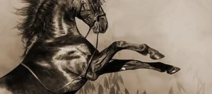 Avoine PURSANT noire VIBRANCE GOLD