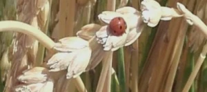 Epeautre CONVOITISE non traité