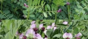 Méteil fourrager GEOVERT VP non traité