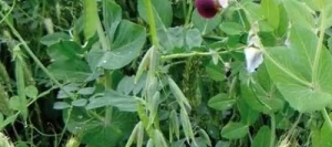 Méteil fourrager GEOVERT TPAV non traité