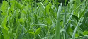 Méteil grain GEOVERT TPA non traité