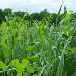 Méteil grain GEOVERT TPA non traité