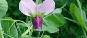 Pois fourragers ARKTA non traité