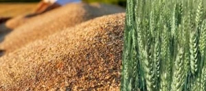 Blé tendre PRESTANCE VIBRANCE GOLD