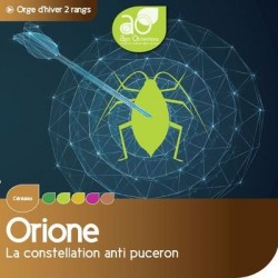 Orge 2R ORIONE VIBRANCE GOLD