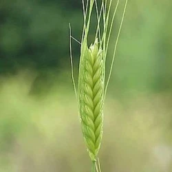 Engrain (Petit épeautre) ALKOR IMPERIAL AB non traité