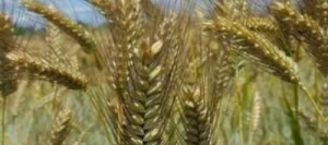 Triticale TRIMAXUS AB non traité