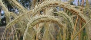 Seigle SCHLAGLER AB non traité