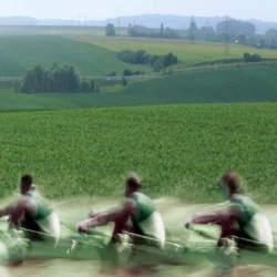 Pois protéagineux AVIRON AB non traité