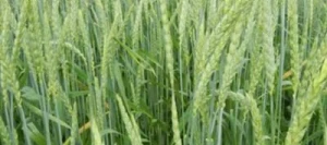 Epeautre SERENITE AB non traité