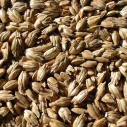 Epeautre SERENITE AB non traité