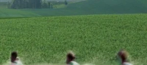 Pois protéagineux AVIRON non traité