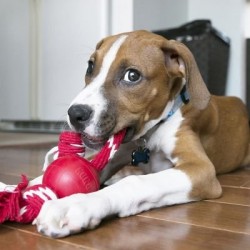 Balle KONG Ball with Rope