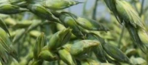 Epeautre BADENSONNE AB non traité