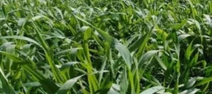 Seigle fourrager LUNATOR non traité