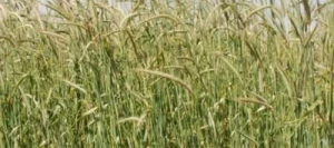 Seigle OVID non traité