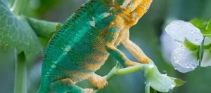 Pois protéagineux KAMELEON non traité