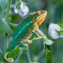 Pois protéagineux KAMELEON non traité