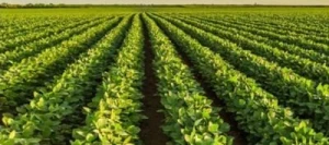 Soja MERLIN 000 AB Hicoat Super