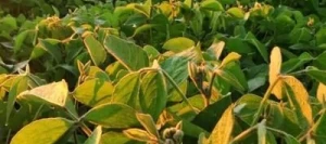 Soja COMANDOR 000 AB non traité