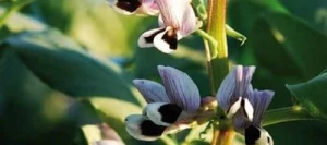 Féverole TIFFANY AB non traité