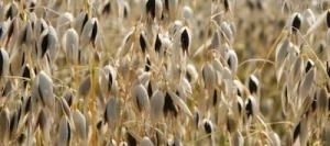 Avoine URANIE Noire AB non traité