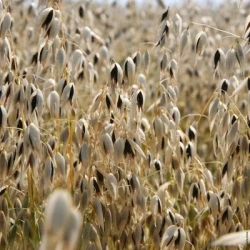 Avoine URANIE Noire AB non traité