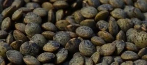 Lentille ANICIA AB non traité