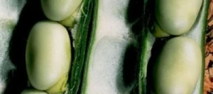 Féverole NAKKA non traité