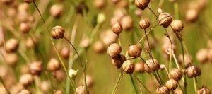 Lin oléagineux KORAL printemps AB non traité