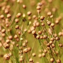 Lin oléagineux KORAL printemps AB non traité