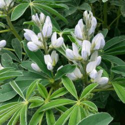 Lupin ORUS non traité