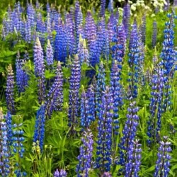 Lupin bleu BOREGINE non traité