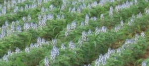 Lupin ENERGY  blanc non traité