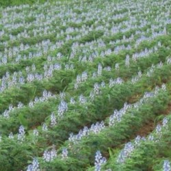 Lupin ENERGY  blanc non traité