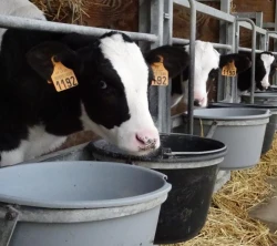 MAXILOR - Aliment d'allaitement