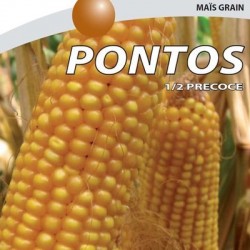 Maïs demi-précoce PONTOS REDIGO