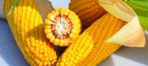 Maïs précoce FEUERSTEIN MaïsPROTECTOR