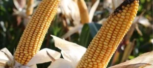 Maïs précoce GISELLA MaïsPROTECTOR