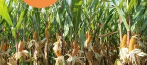 Maïs précoce TIBERIUS AB non traité