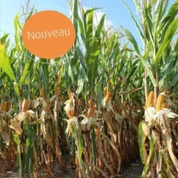 Maïs précoce TIBERIUS AB non traité